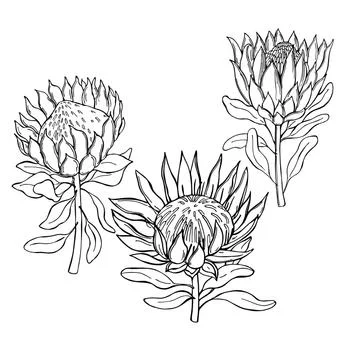 Hand-drawn flowers protea.  Vector sketch illustration. Stock Illustration