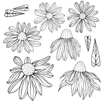 Hand drawn flowers . Vector sketch  illustration. Illustrazione stock