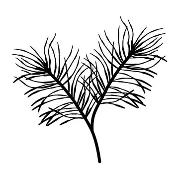 Hand drawn fluffy pine branch with soft needles, realistic evergreen botani.. Stock Illustration
