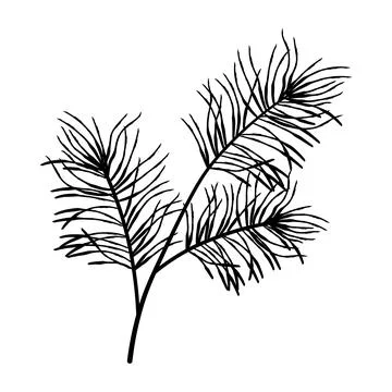 Hand drawn fluffy pine branch with soft needles, realistic evergreen botani.. Stock Illustration