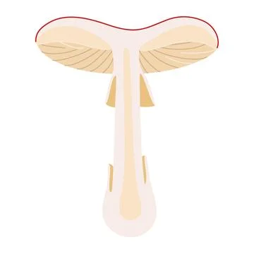Hand Drawn Fly Agaric half a mushroom flat style magic fungus Illustrazione stock