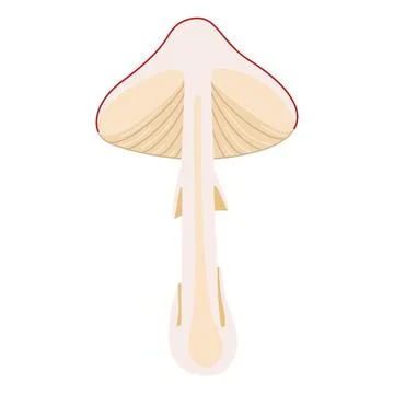 Hand Drawn Fly Agaric half a mushroom flat style magic fungus Illustrazione stock