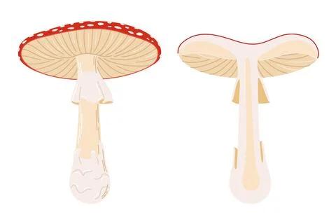 Hand Drawn Fly Agaric Whole and half mushroom flat style magic fungus isolated. Illustrazione stock