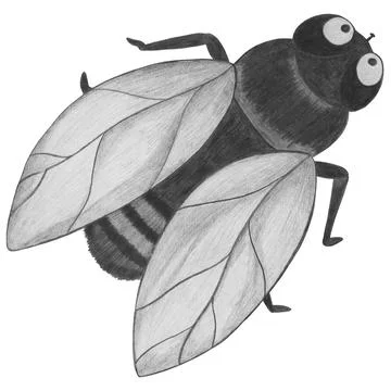 Hand Drawn Fly Isolated on White Background. Stock Illustration