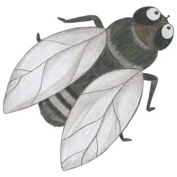 Hand Drawn Fly Isolated on White Background. Stock Illustration