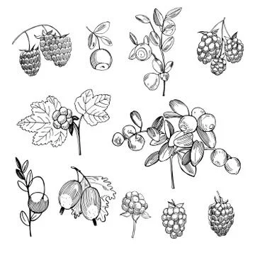 Hand drawn forest berry. Vector sketch illustration Stock Illustration