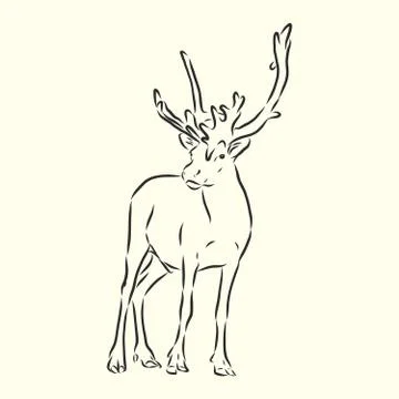 Hand drawn. forest deer, vector sketch illustration Stock Illustration