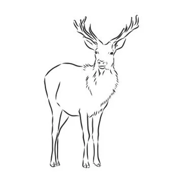 Hand drawn. forest deer, vector sketch illustration Stock Illustration
