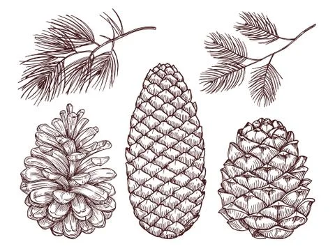 Hand drawn forest vector. Sketched pine branches and pinecones Stock Illustration