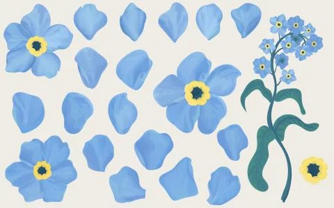 Hand drawn forget-me-not flowers. Expanded on the petals. Illustrazione stock