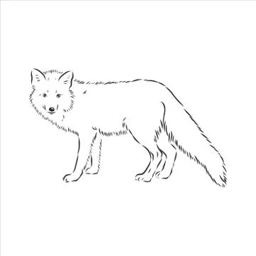 Hand drawn fox, vector illustration. See also other sets of animals. wild Fox イラスト素材