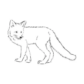 Hand drawn fox, vector illustration. See also other sets of animals. wild Fox イラスト素材