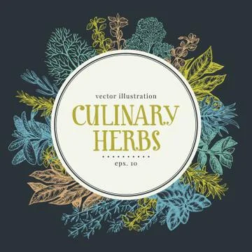 Hand drawn frame with culinary herbs and spices. Vector background for design Stock Illustration