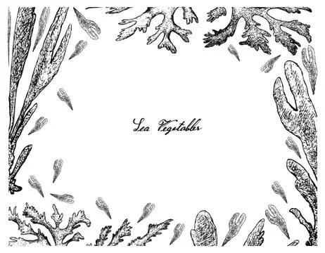 Hand Drawn Frame of Dulse and Dillisk Seaweed Illustrazione stock