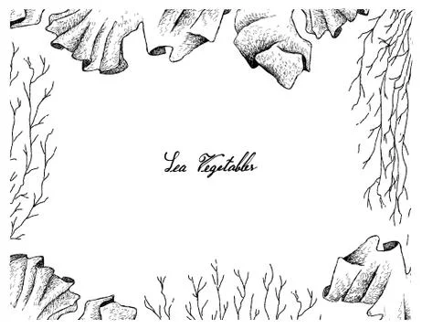 Hand Drawn Frame of Laver and Mozuku Seaweed Stock Illustration