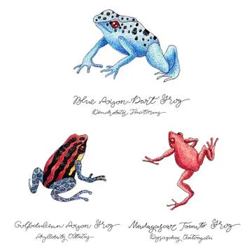 Hand Drawn Frog Set Stock Illustration