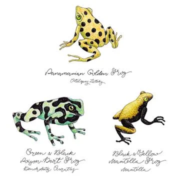 Hand Drawn Frog Set Stock Illustration