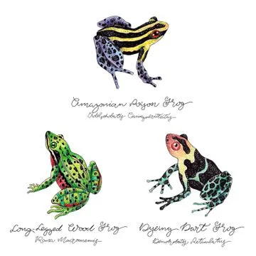 Hand Drawn Frog Set Stock Illustration