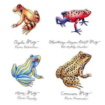 Hand Drawn Frog Set Stock Illustration