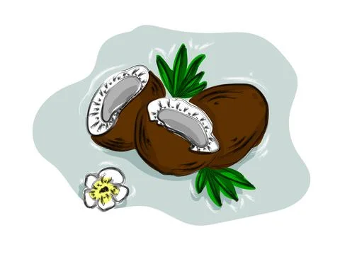Hand-drawn  fruit coconut Illustrazione stock
