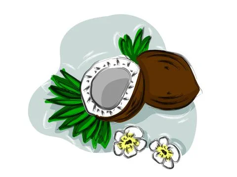 Hand-drawn  fruit coconut 스톡 일러스트