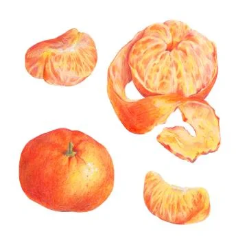 Hand drawn fruit set isolated on a white Stock Illustration
