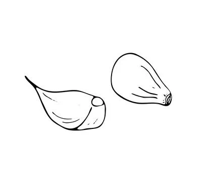 Hand drawn garlic cloves Stock Illustration