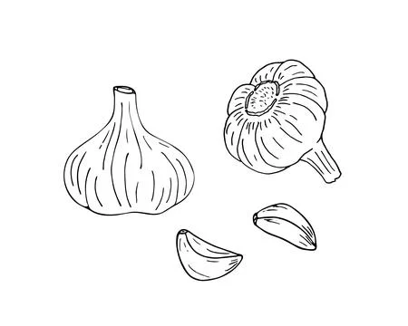 Hand drawn garlic with cloves Stock Illustration