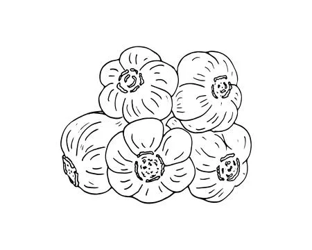 Hand drawn garlic cluster Stock Illustration