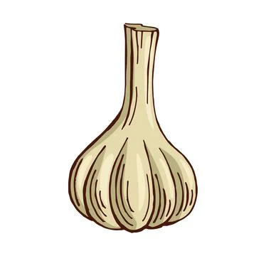 Hand drawn garlic color vector illustration 스톡 일러스트