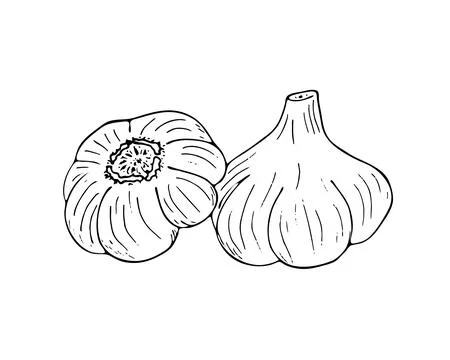 Hand-drawn garlic Stock Illustration