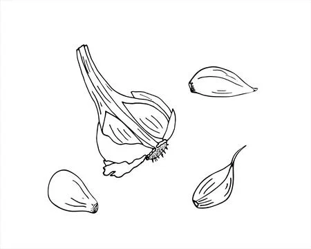 Hand drawn garlic set Stock Illustration