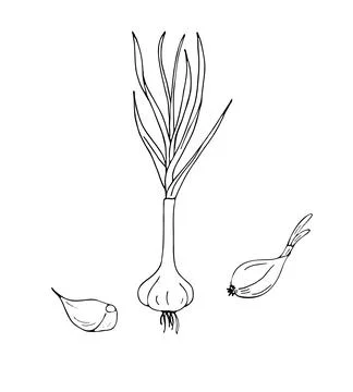 Hand-drawn garlic set Stock Illustration