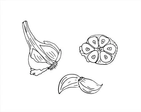 Hand drawn garlic set Stock Illustration