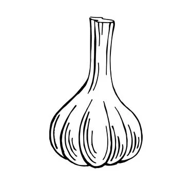 Hand drawn garlic vector illustration Stock Illustration