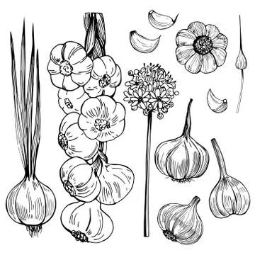 Hand drawn  garlic. Vector sketch illustration Illustrazione stock