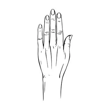 Hand drawn gesture sketch vector illustration line art Stock Illustration