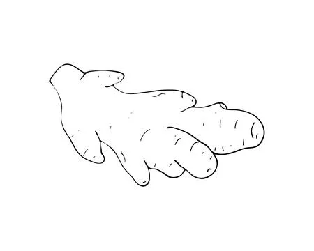 Hand-drawn ginger, leaves and sliced pieces Stock Illustration