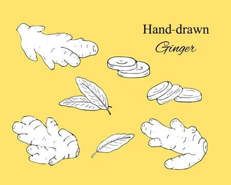 Hand-drawn ginger, leaves and sliced pieces Stock Illustration