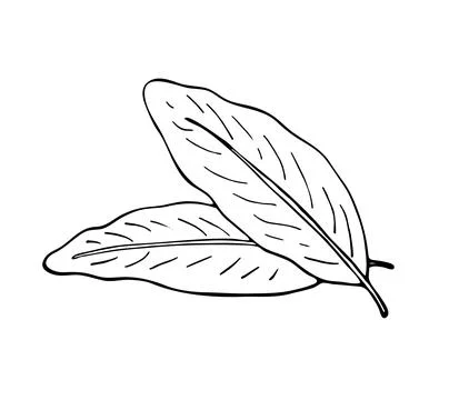 Hand drawn ginger leaves Stock Illustration