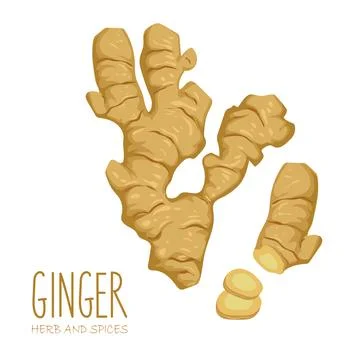 Hand drawn ginger root and slice isolated on white background Stock Illustration