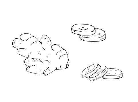 Hand-drawn ginger root, and slices of ginger Stock Illustration