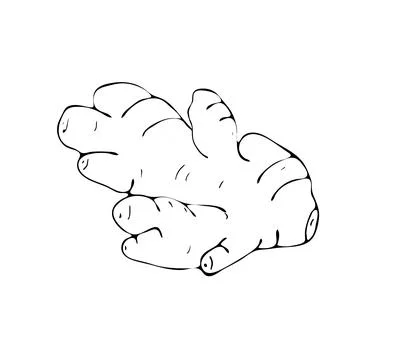 Hand drawn ginger root Stock Illustration