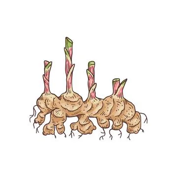 Hand drawn ginger root with plant shoots engraving vector illustration isolated. Stock Illustration