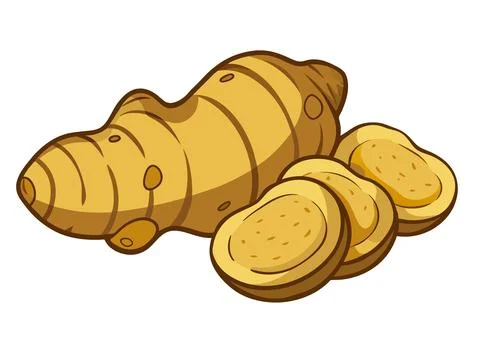 Hand drawn ginger root, whole and sliced. Stock Illustration
