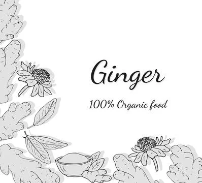 Hand-drawn ginger set. Ginger root banner. Ginger root, leaves, flowers, an.. Stock Illustration