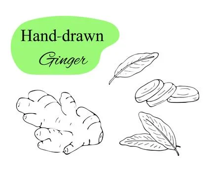 Hand drawn ginger set Stock Illustration