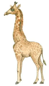 Hand drawn giraffe Stock Illustration