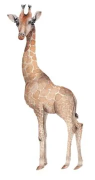 Hand drawn giraffe Stock Illustration