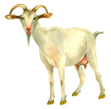 Hand drawn goat Stock Illustration